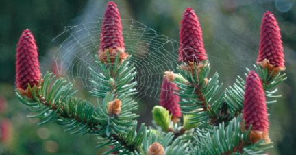 Norway spruce blooming