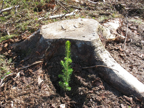 Granplante ved stubbe