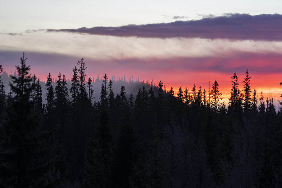 Mørk skog på litt avstand i rød solnedgang.