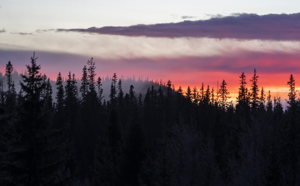 Rød solnedgang over mørk granskog.