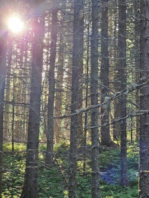 Skog med solstråler inn.