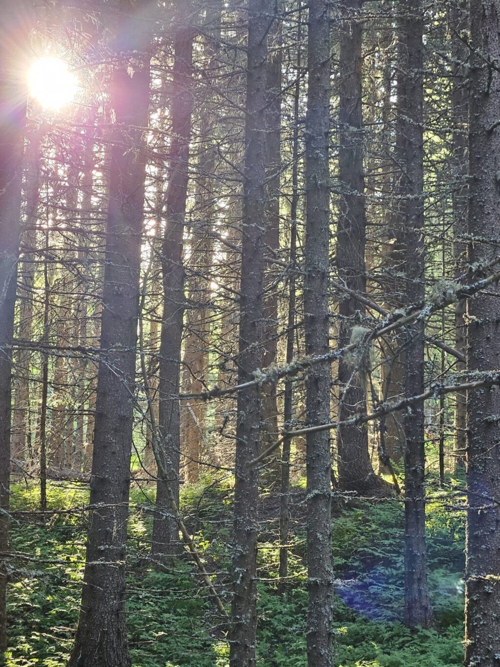 Ung granskog med kveldssollys inn mot fotografen.