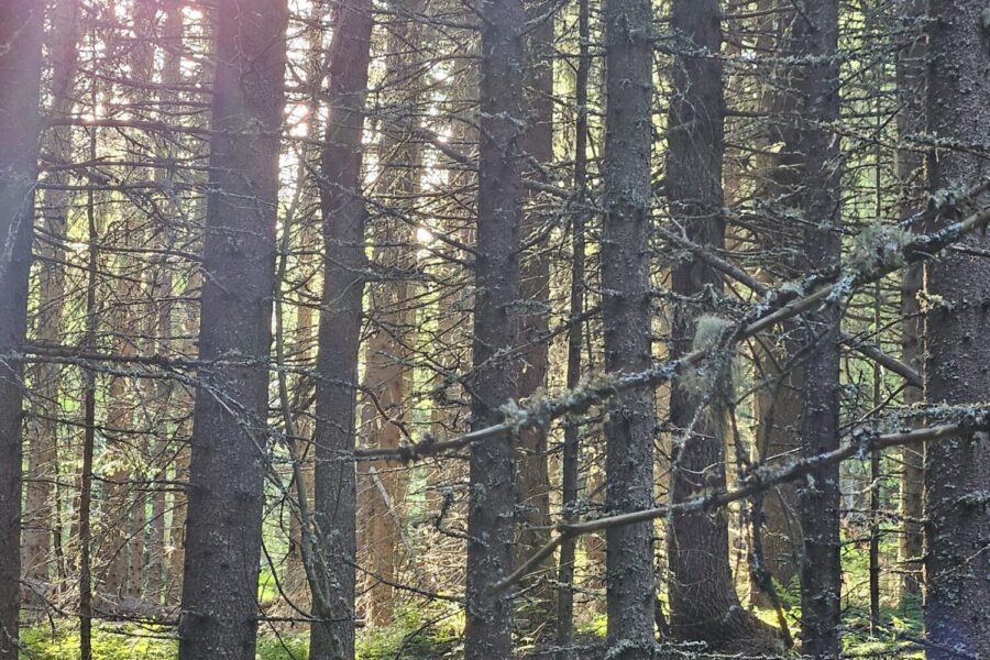 Ung granskog med kveldssollys inn mot fotografen.