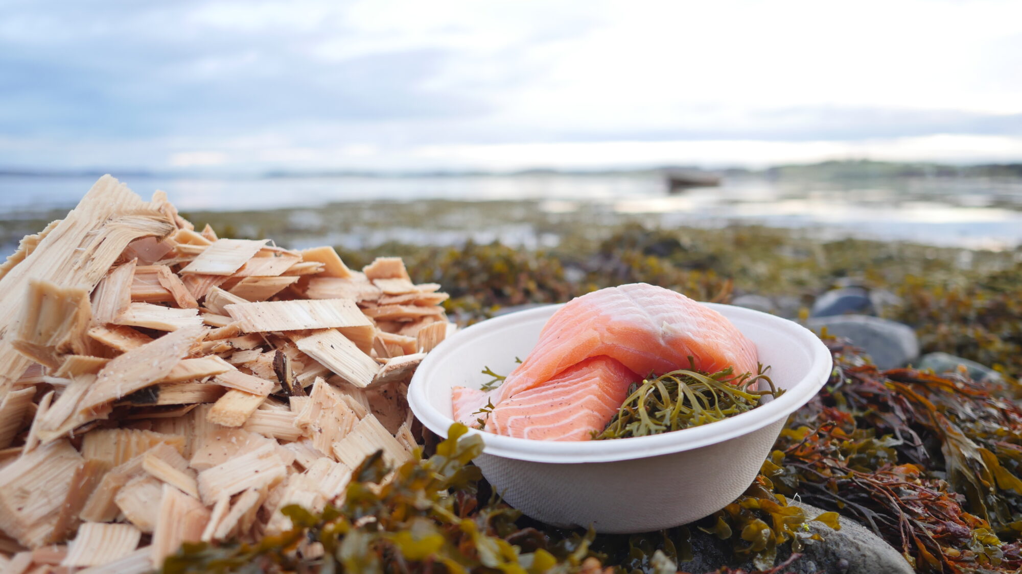 Laksefillet i papptallerken, kutterspon, som liggger i tang ved havet.