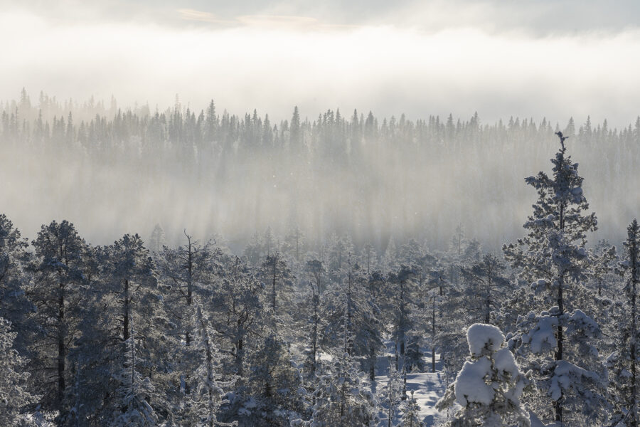 Granskog i vinterdrakt.