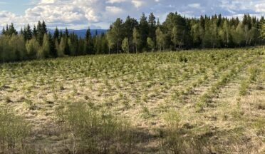 Granplanter i gras på tidligere dyrka mark.