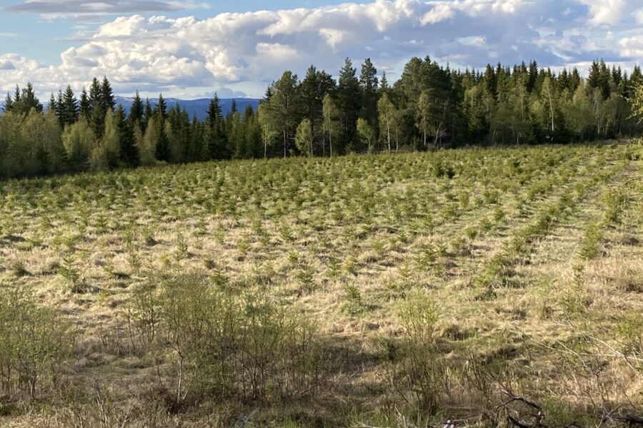 Granplanter i gras på tidligere dyrka mark.