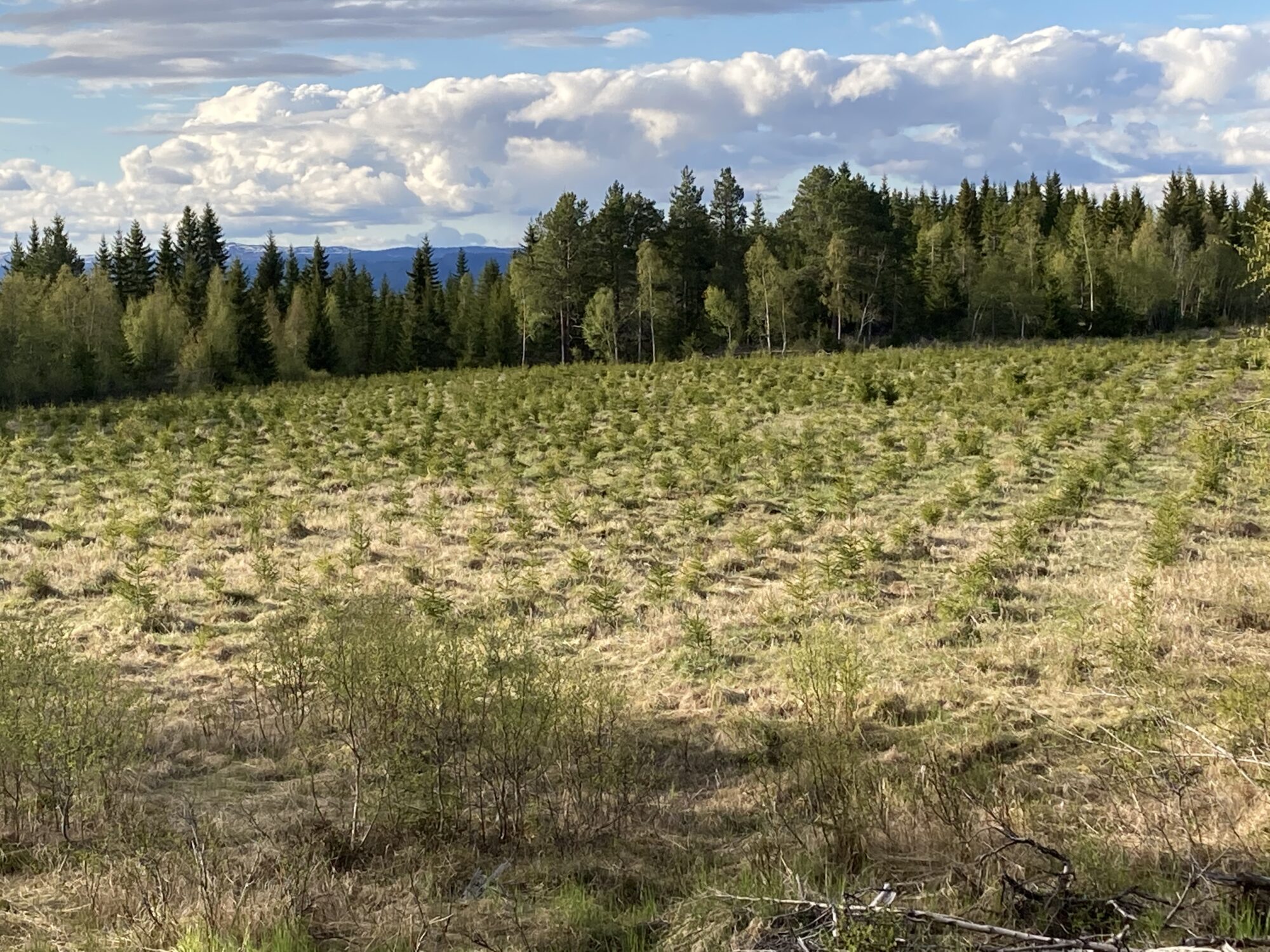 Granplanter i gras på tidligere dyrka mark.