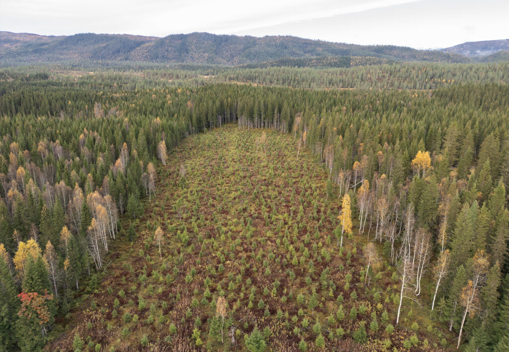 Dronebilde av skoglandskap med eldre skog og en hogstflate med unge planter.