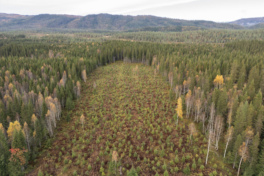 Dronebilde av skoglandskap med eldre skog og en hogstflate med unge planter.