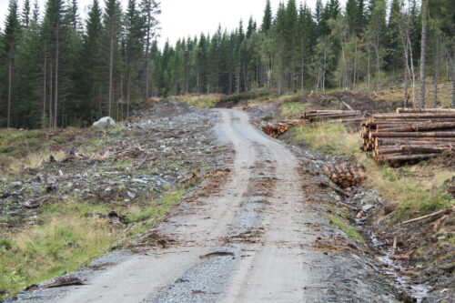 Skogsvei