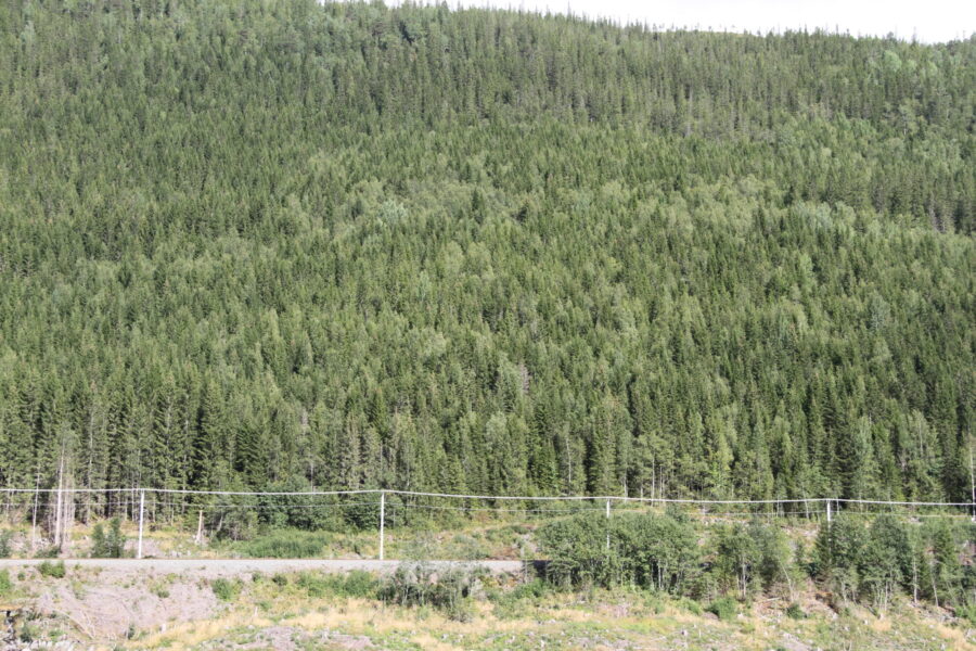 Jernbane nedenfor ei li med grantrær.