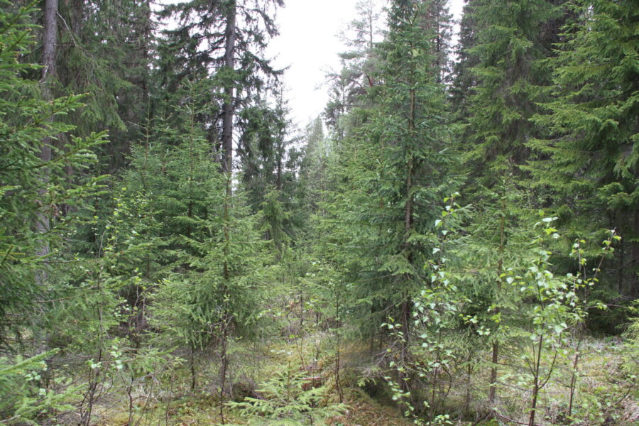 Granskog