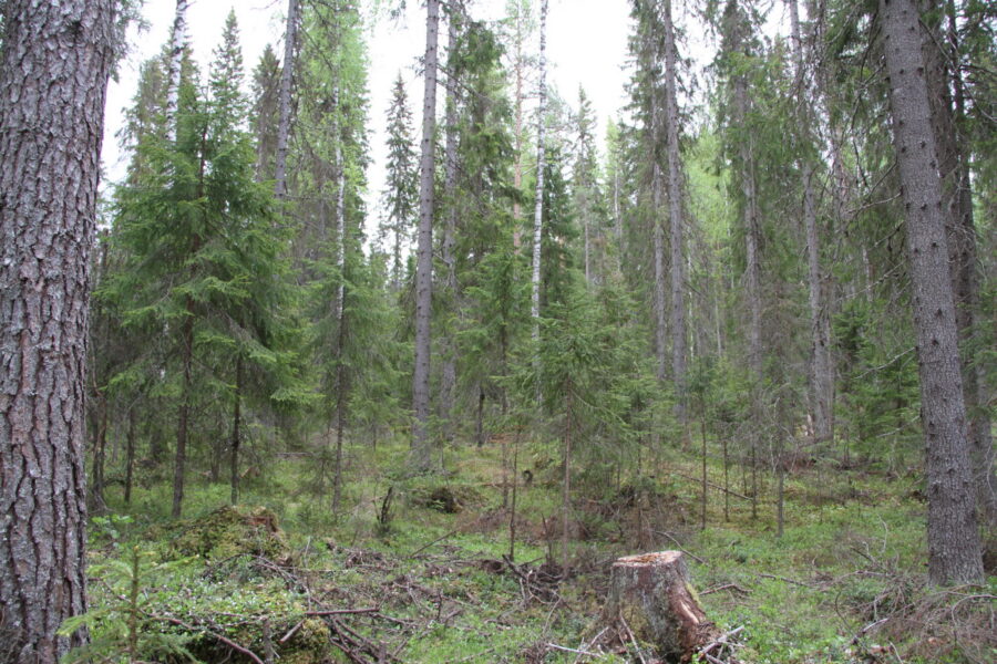 Granskog med hogst.