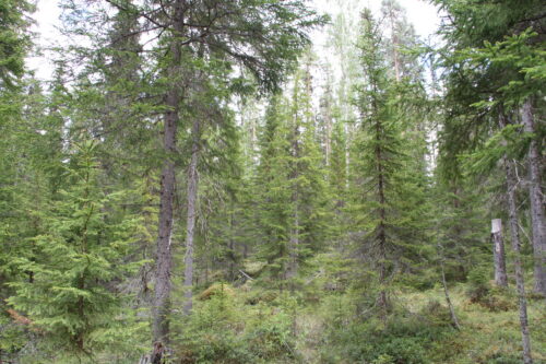 Granskog