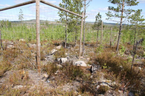 Skog som er gjerdet inn.