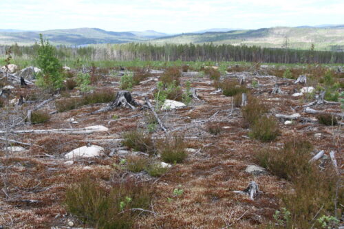 Brannskadd skog med foryngelse.