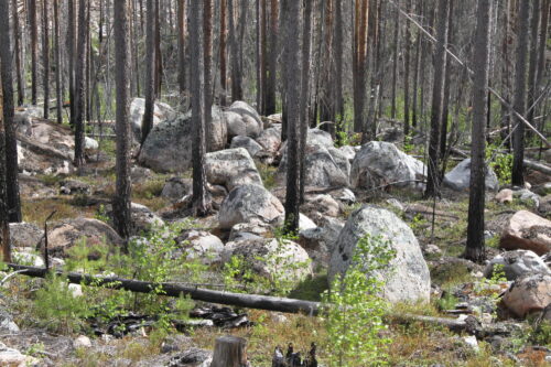 Brannskadd skog.