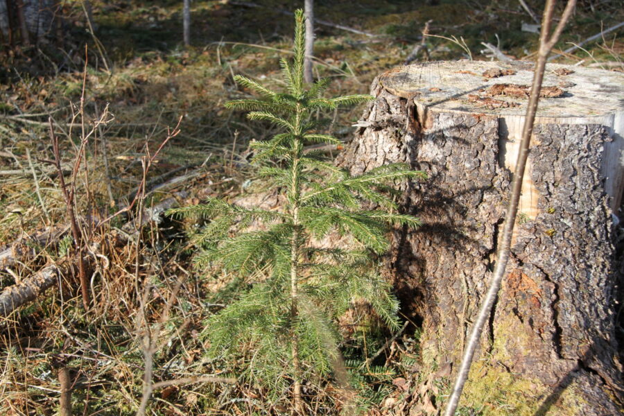 Granplante ved stubbe