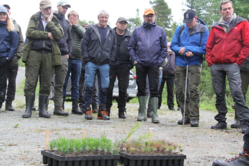 Plantebrett med furu og folk i bakgrunnen.