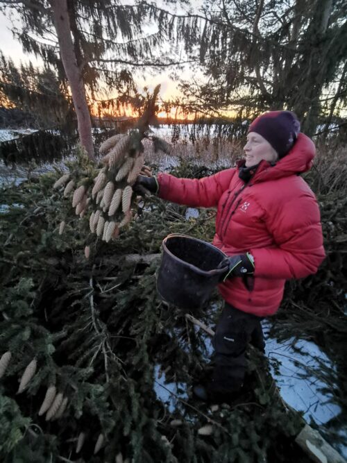 Dame samler grankongler.