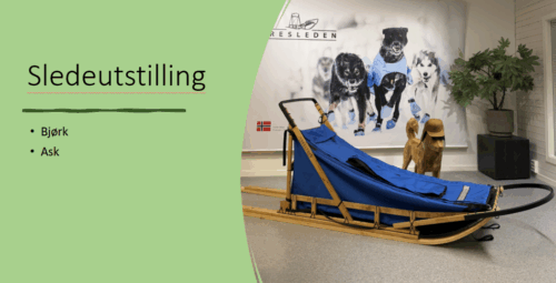 Hundeslede i lauvtre.