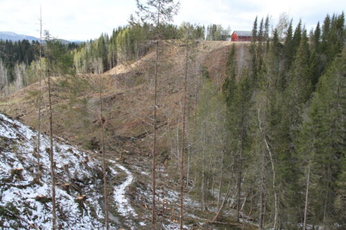 Hogstfelt i leirravine.
