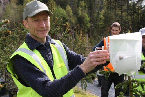 Mann driver kunstig bestøving av granblomster