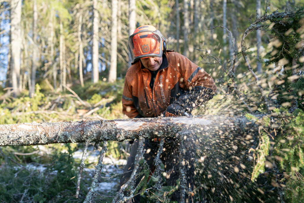 En tømmerhogger kvister gran med motorsag.