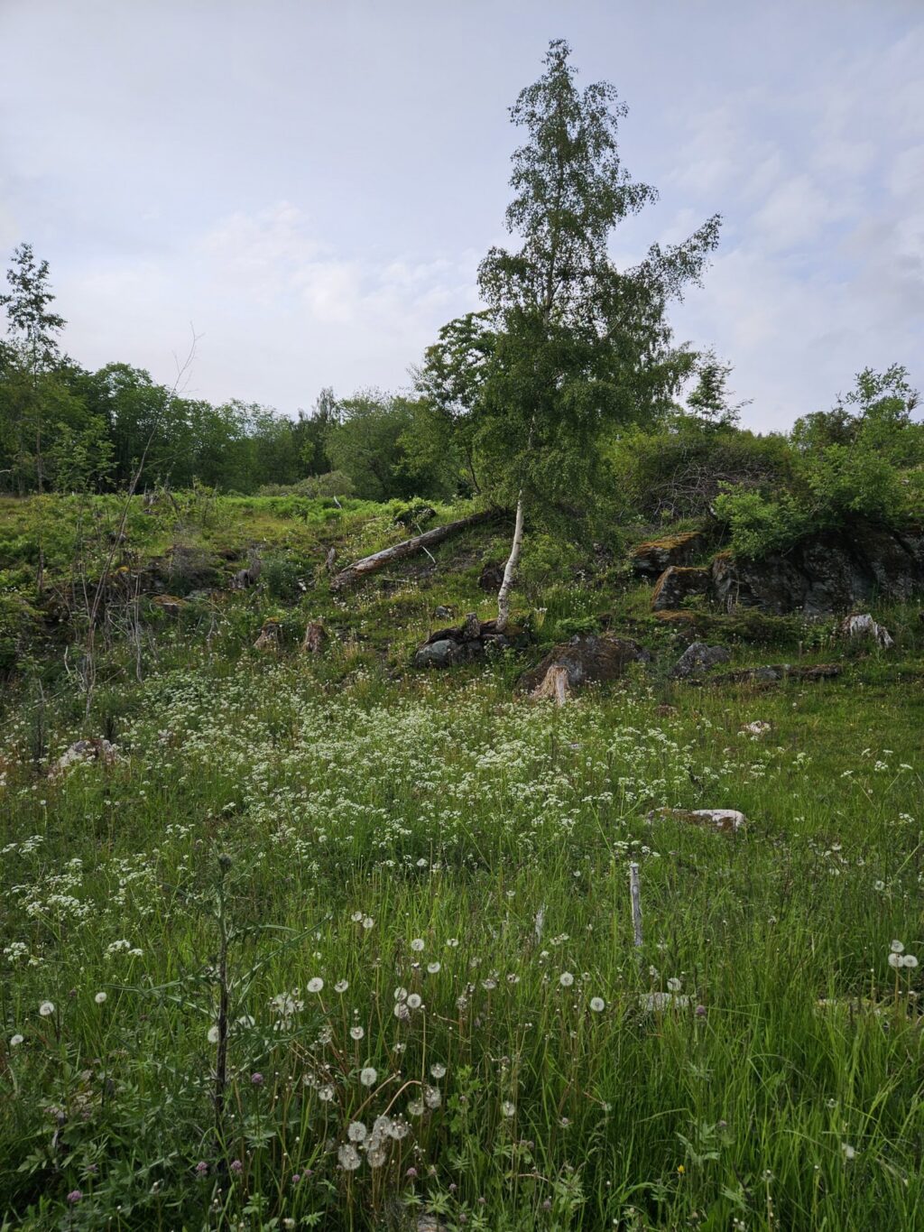 Beiteområde som tidligere var skog