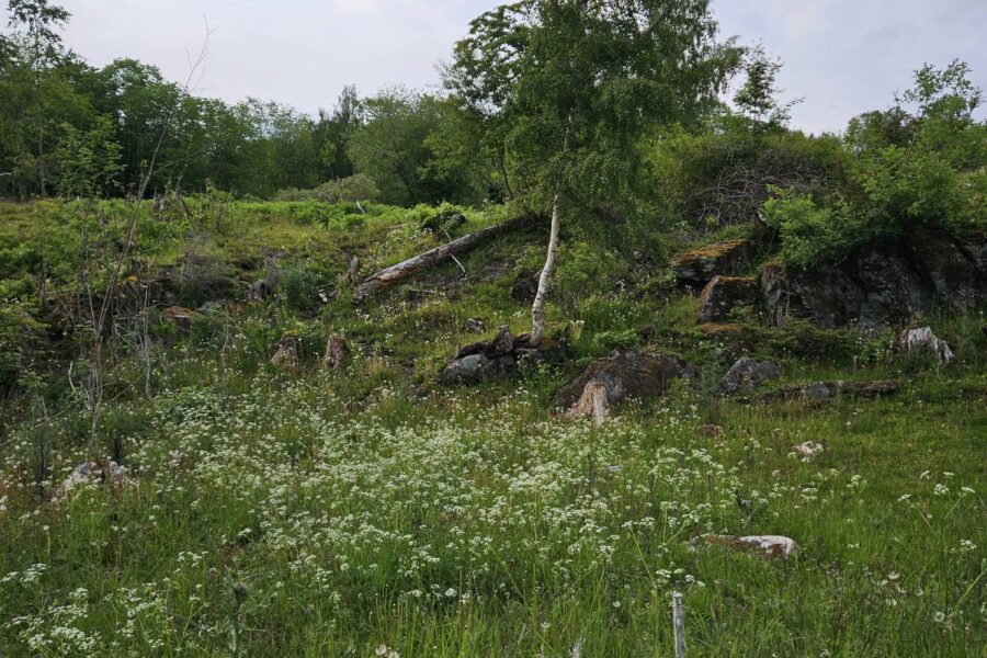 Beiteområde som tidligere var skog