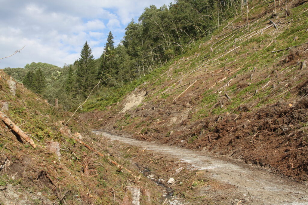 Traktorvei i bunnen av en ravine der skogen er hogd.