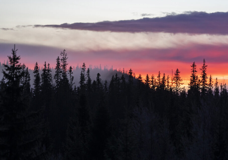 Rød solnedgang over mørk granskog.