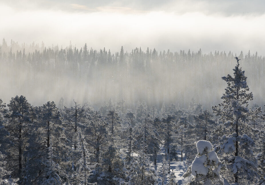 Granskog i vinterdrakt.