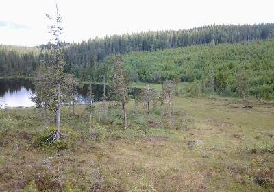 Verdalsbruket.no Skogbruk