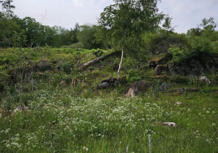 Beiteområde som tidligere var skog