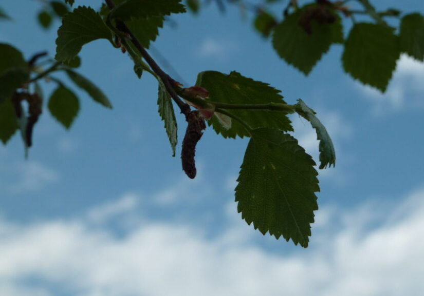 Bjørkeløv3 Bjørkeblader fotografert med blå himmel og lette skyer som bakgrunn.