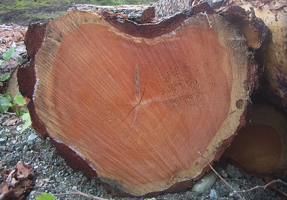 furu rotstokk skog Rannveig Kristiansen