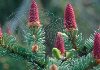 grankonler i blomst Norway spruce blooming