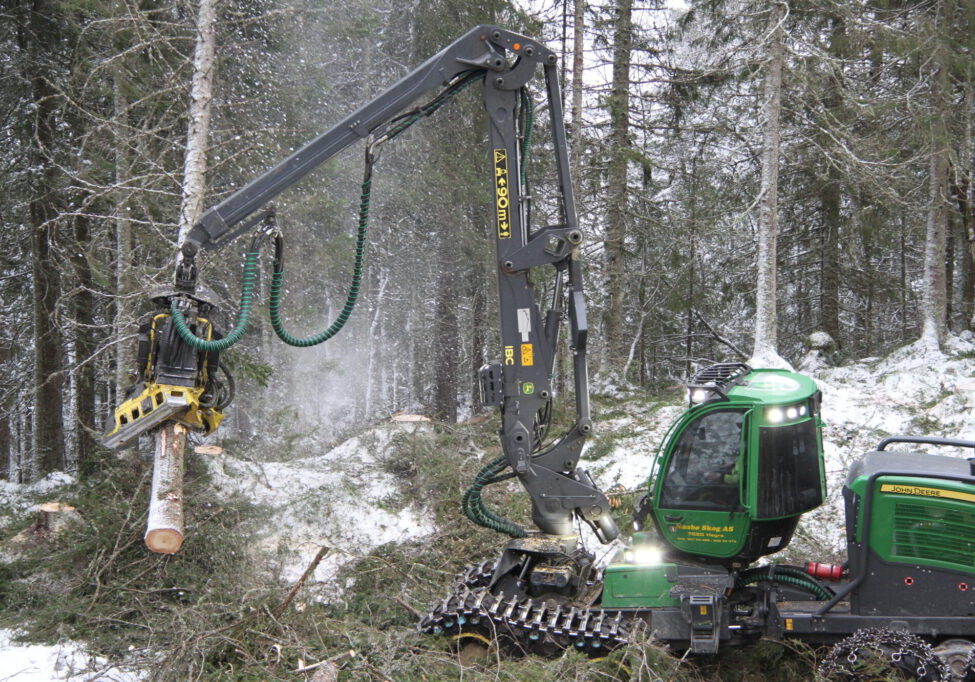Hogstmaskin feller et grantre på vinterstid.