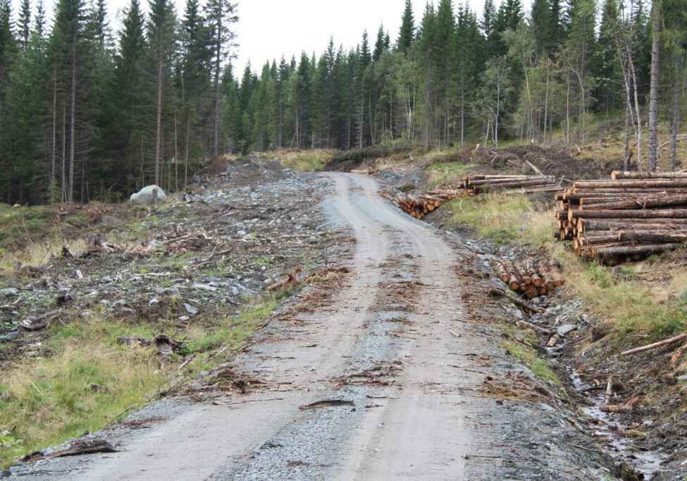 Skogsvei