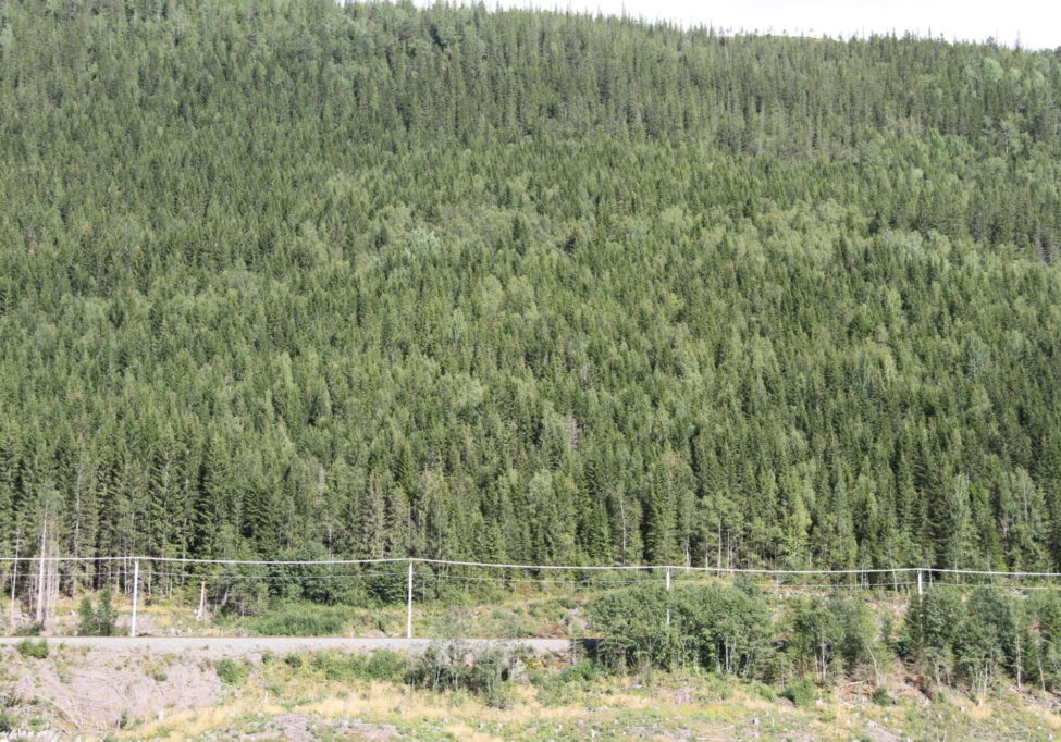 Jernbane nedenfor ei li med grantrær.