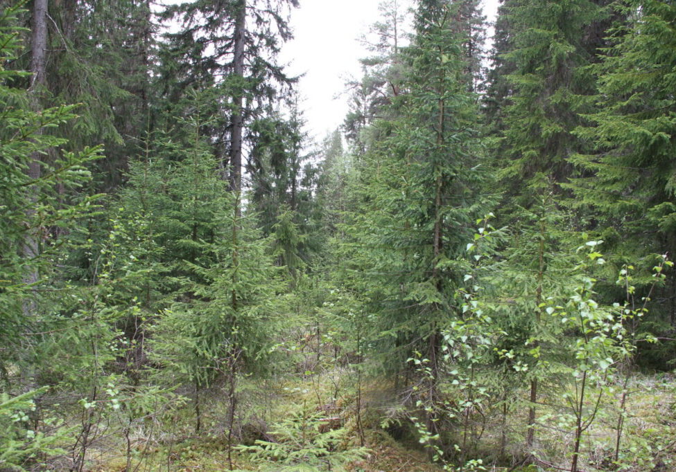 Granskog