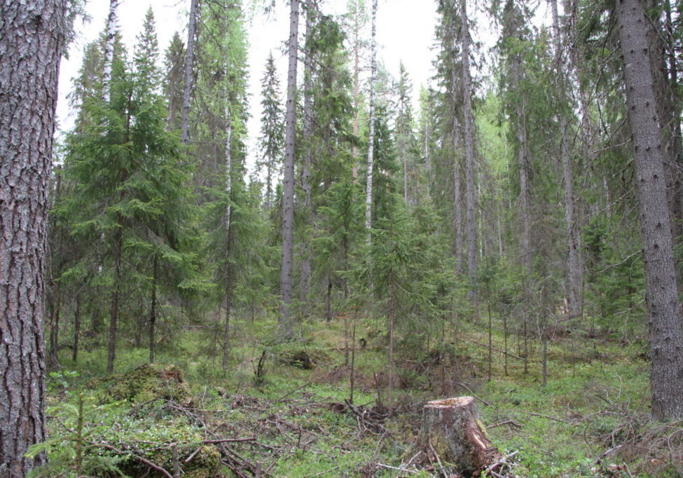 Granskog med hogst.
