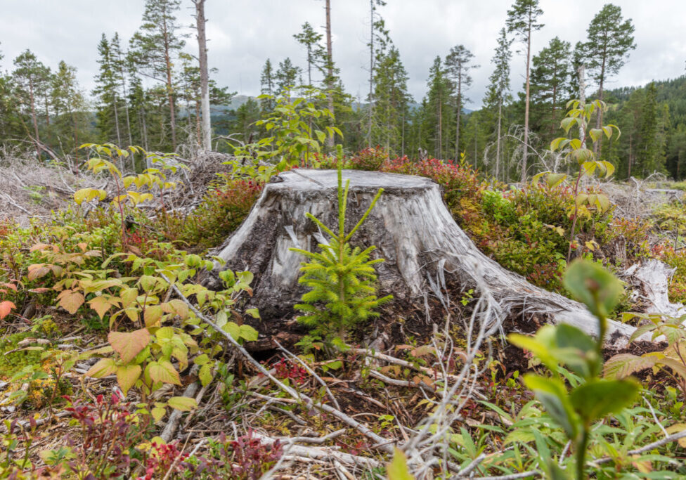 Plante ved stubbe