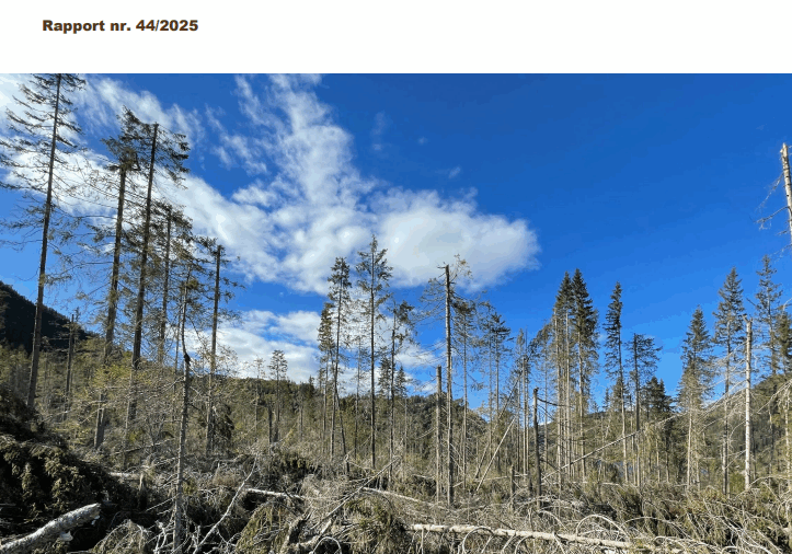 Forside av rapport om opprydding etter store stormhendelser i skog.