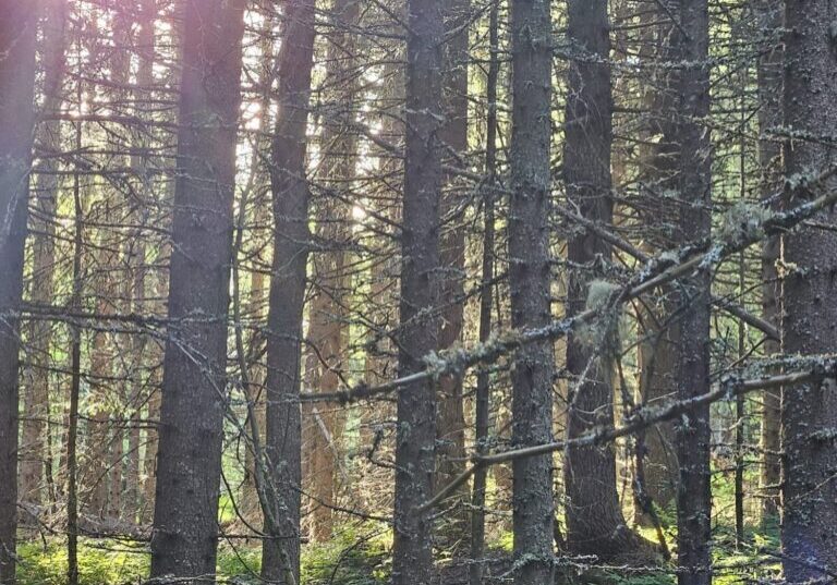 Ung granskog med kveldssollys inn mot fotografen.