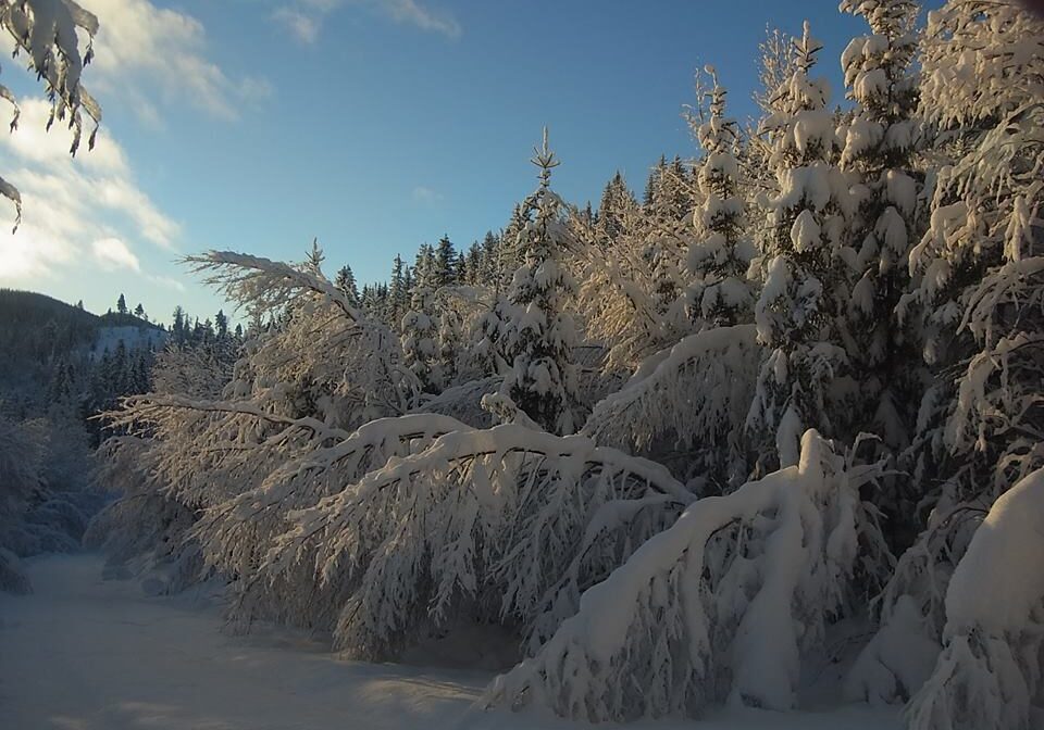 snøtung skog